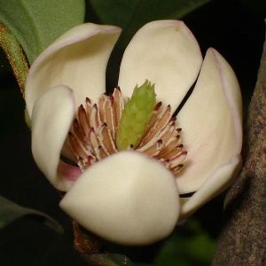 Michelia figo (Magnolia figo)